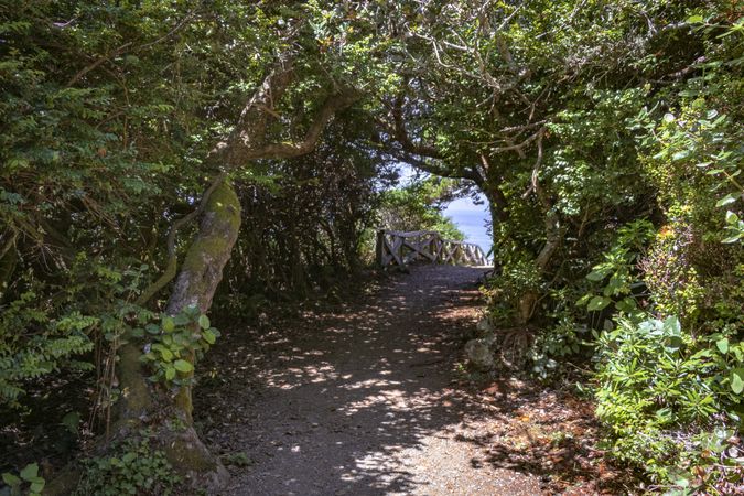 Pedestrian footbridge through an arch of trees