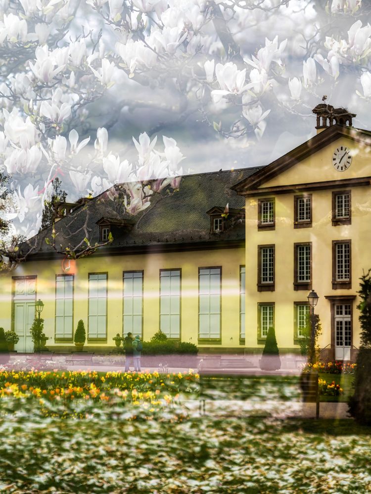 Blooming Orangerie park in Strasbourg. Magnolias, tulips, roses. Double exposure. Postcard.