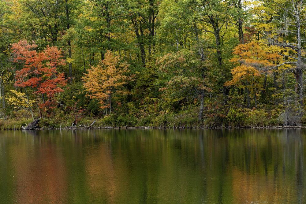 Trees along Loon Lake Trail at Savanna Portage State Park in McGregor, Minnesota