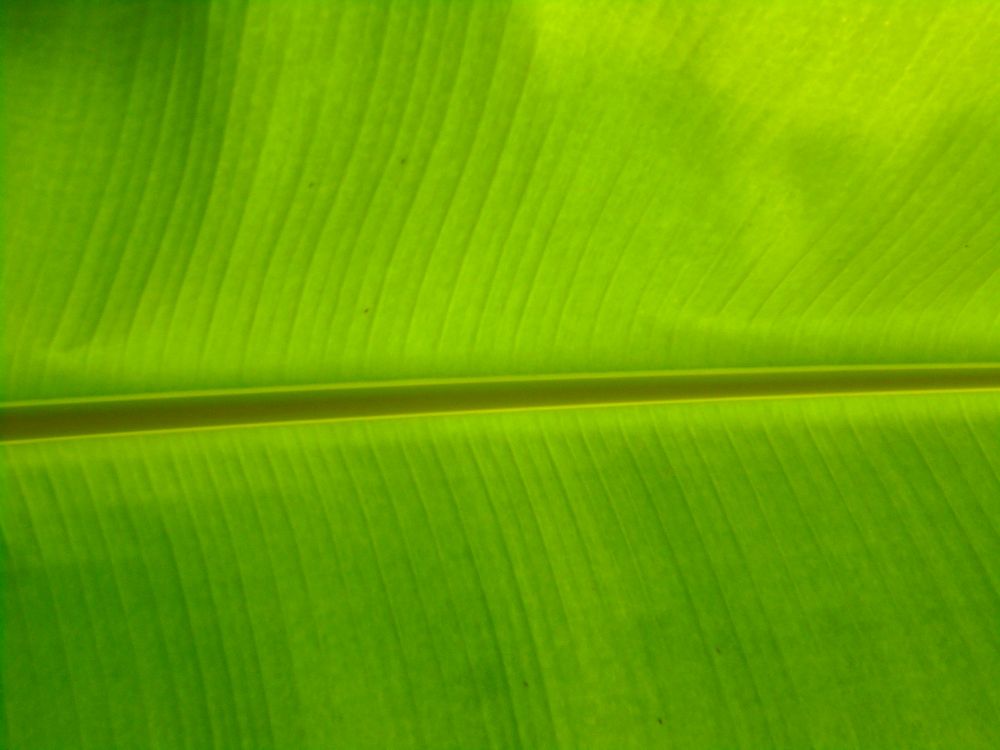 banana leafs