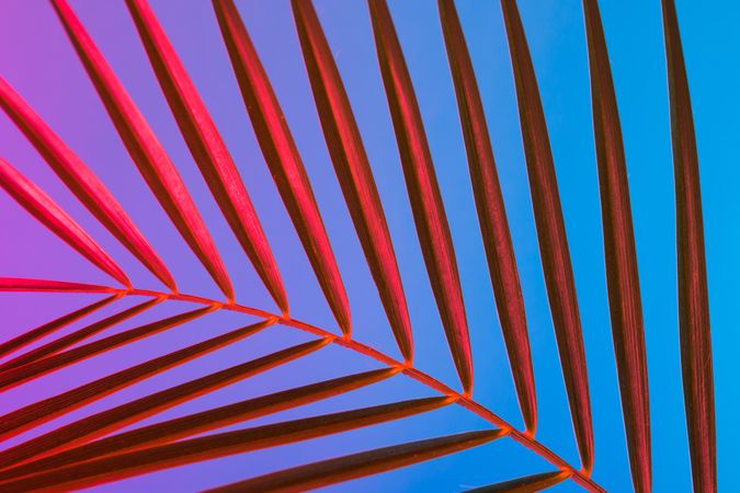 Palm leaves lit in bold neon  colors, on gradient blue to pink background