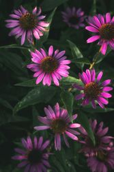 Pink flowers and green leaves