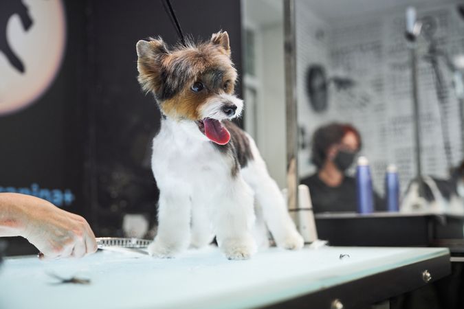 Cute dog standing on table in grooming salon