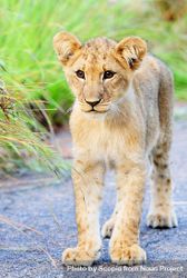 Lion cub on brown grass 4MJoyb