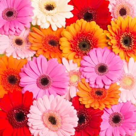 Colorfull blooming Gerbera flowers seen from above