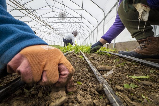 Copake, New York - May 19, 2022: Hands of people working on plants growing inside of greenhouse