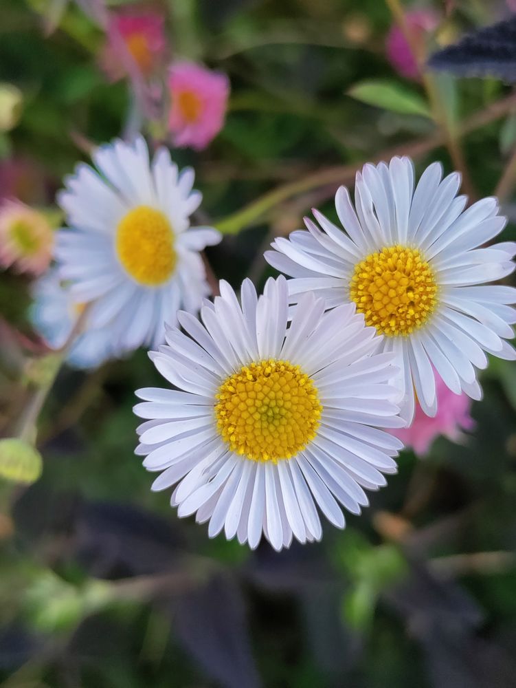 Three daisy fleabanes
