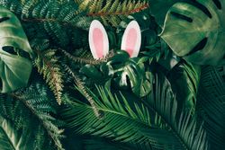 Bunny ears peeping out of foliage