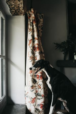 Cute dog looking through window