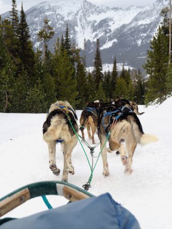 Frozen Journey: Dog Sledding in Snowy Landscape