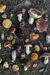 Closeup of various fresh wild mushrooms on forest ground, edible larch bolete, ceps, porcini mushrooms with pine cones