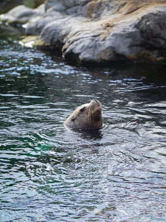 Surfacing Steller Sea Lion (Eumetopias jubatus)