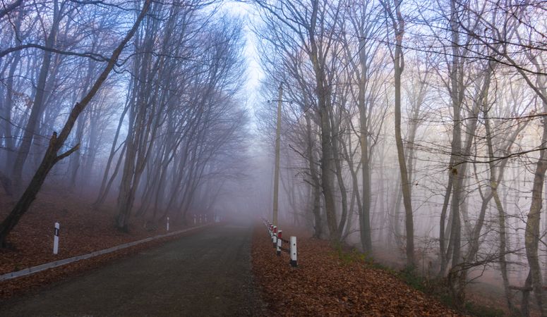 Fog in the forest at daybreak