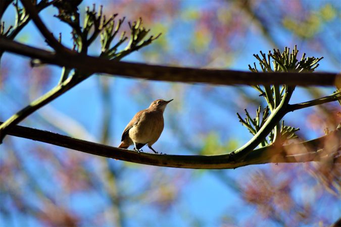 Close up of bird on branch