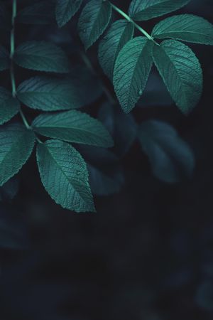 Close up of dark green leaves