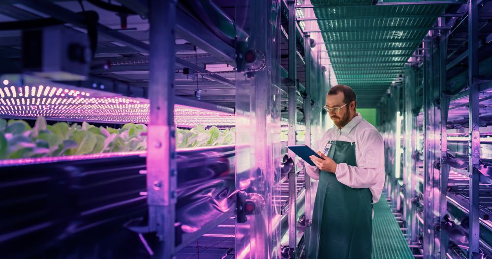 Agricultural Scientist Standing in a Corridor in a Vertical Farm Facility Next to Rack with Freshly Grown Plants. Hydroponics Technician Using a Tablet Computer, Studying and Cultivating Crops