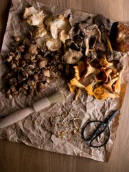 Brush and scissors near dried mushrooms