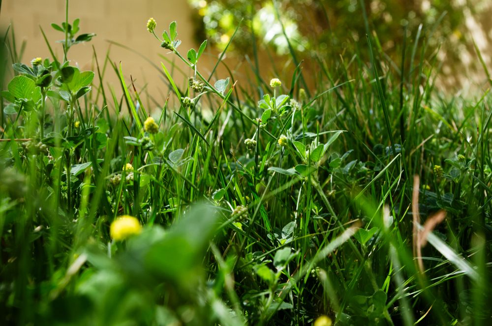 Grass With Clover Flowers
