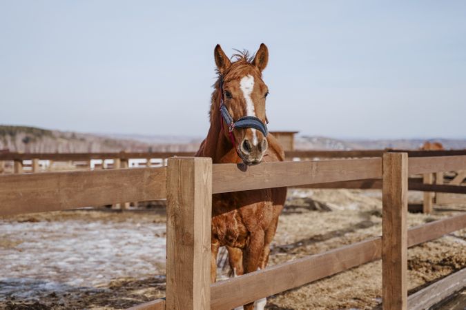 Brown horse in snaffle behind wooden fence