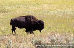 North American buffalo grazing in field 4NqX85