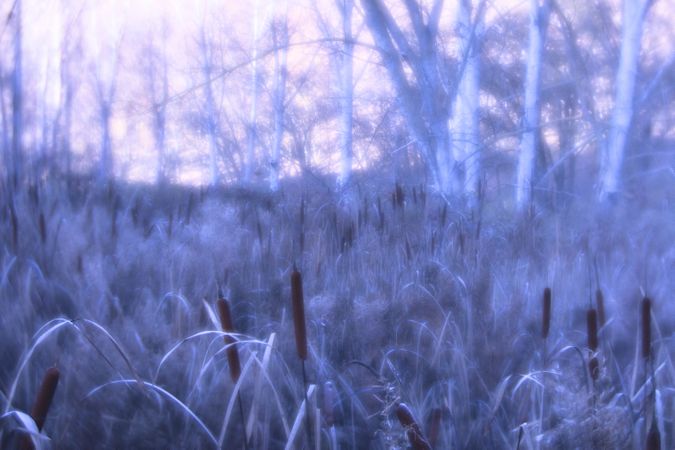 Typha plant in purple light