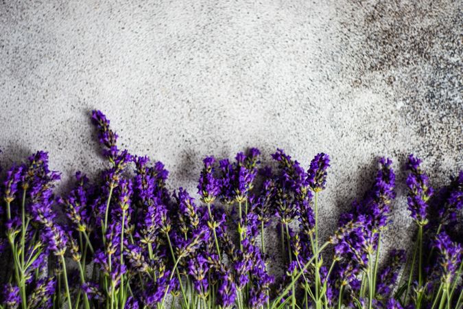 Summer background with lavender flowers on grey counter