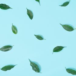 Creative summer background composition with leaves