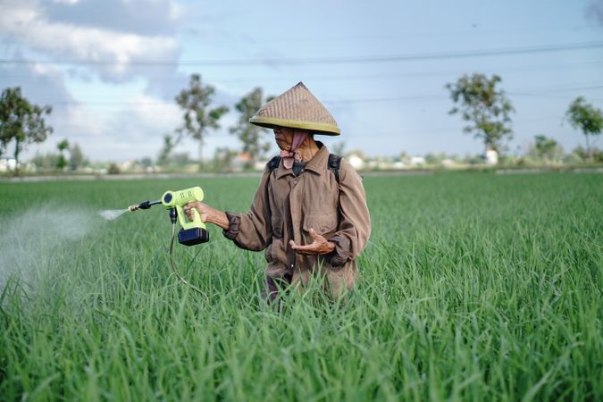 A mature male farmer spraying pesticide on rice green field