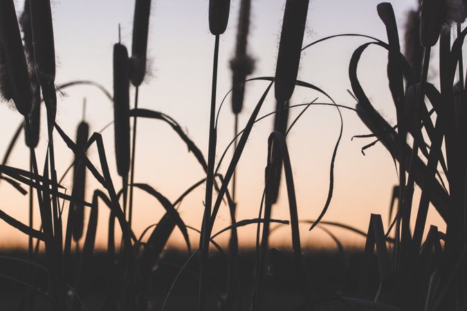 Reeds with fluffs at sunset