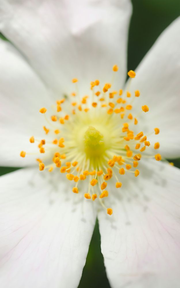 Single Wild Rose Flower Bloom Macro