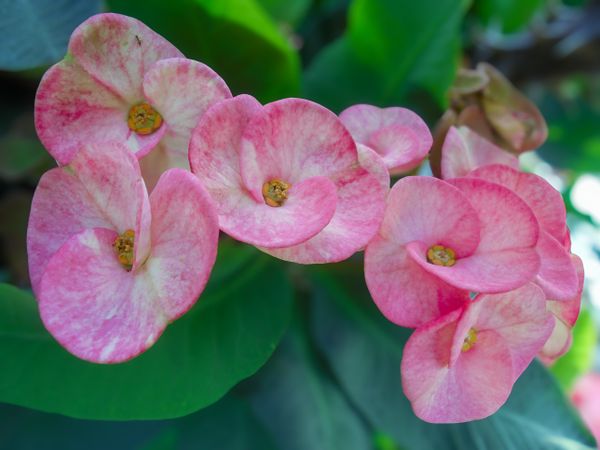 euphorbia flower
