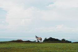 Horse on green lawn in countryside