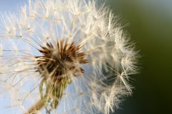 Dandelion Macro Shot