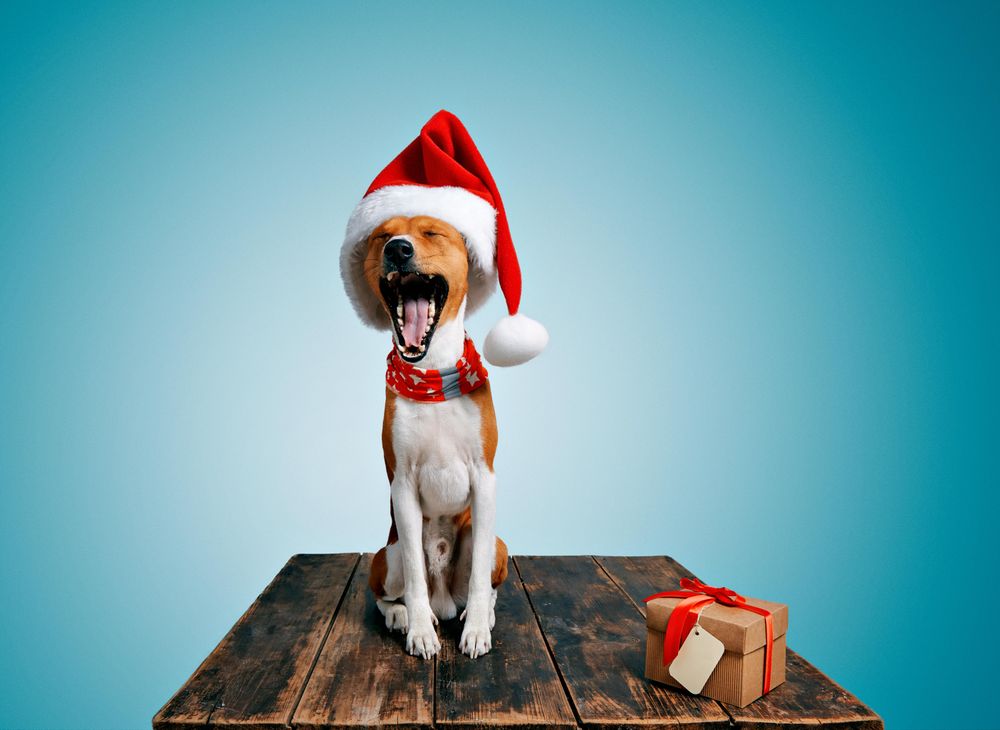 Yawning dog in festive Santa hat and scarf sitting on wooden table with present