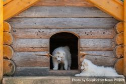 Two Japanese Spitz puppies beside wooden dog house 4dMKEb