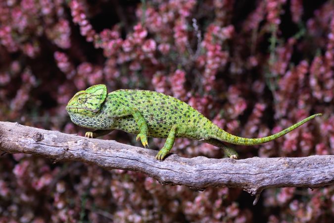 Chameleon sitting on branch