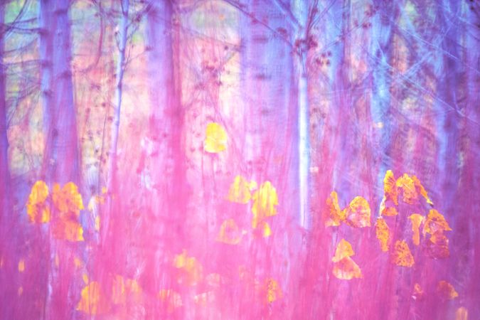Blurred trees in forest
