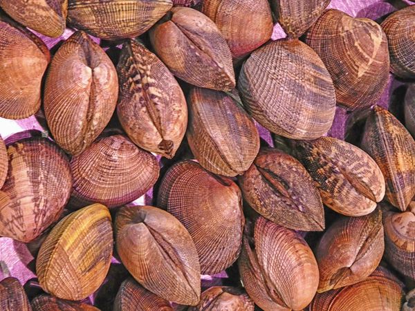 clam texture