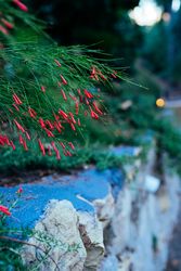 Close up of firecracker plant near rock wall