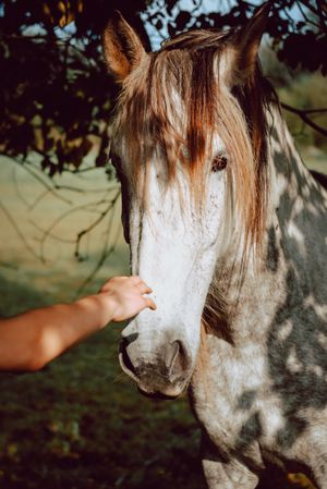 Crop hand touching horse on pasture
