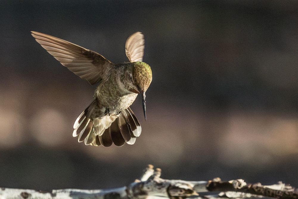 Beautiful Immature Male Anna's Hummingbird In Flight