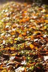 Autumn Leaves on Ground with Golden Light