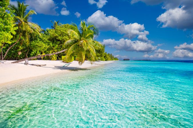 Palm tree leaning over clear tropical waters