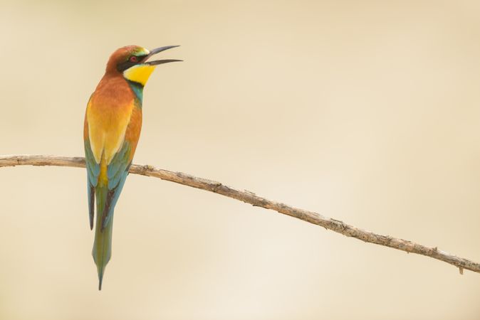 Bird standing on tree branch