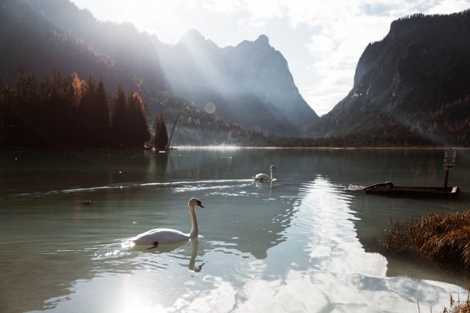 Swans in lake amidst beautiful forest and mountains
