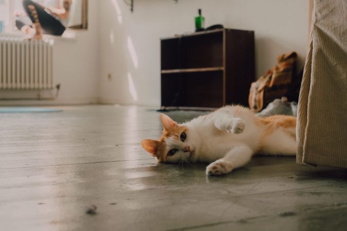 Playful ginger cat walking on floor at home
