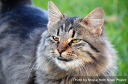 British Semi-longhair gray cat on green grass 4jdkr0