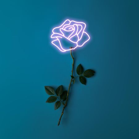 Pink neon lights rose sign with natural stem and leaves on dark blue background