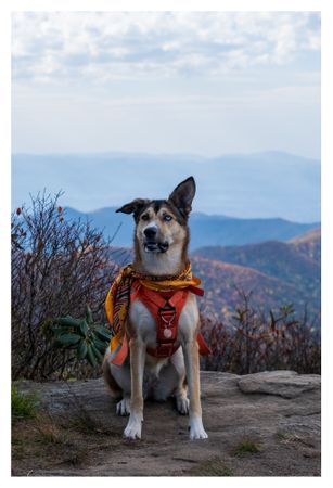 Dog with multicolored eyes in front of mountains