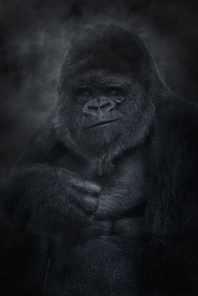 Silver back mountain gorilla looking at camera